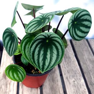 이삭 모종 수박페페(수박페페로미아) - 실내 인테리어 공기정화 관엽식물