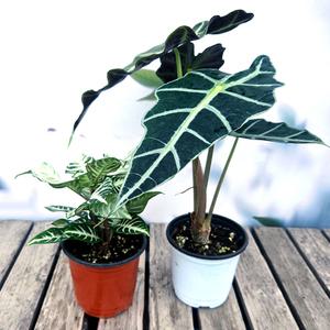 이삭 모종  아펠란드라 와  거북알로카시아 (2개1세트)- 실내 인테리어 공기정화 관엽식물