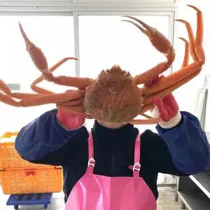 러시아 자숙 마가단 박달대게 3kg(2~3미)