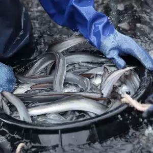 고창 자포니카 민물장어 손질 2-4미 700g