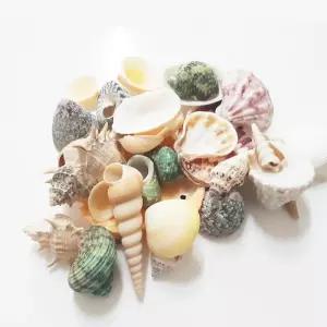 꾸미기재료 - 천연조개껍질(혼합) 조개 조개껍질 꾸미기조개 만들기조개