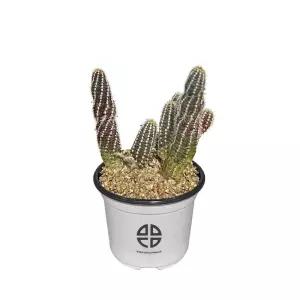 식물 관찰 실험용 손가락 선인장키우기 재배기 DIY키트 취미 화단만들기 화분키우기 가정용 새싹키우기 미