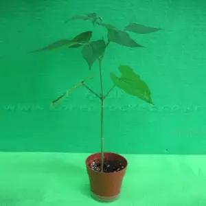 5인세트 초등학교 어린이 생물실습 식물키우기 강남콩기르기 식물키트