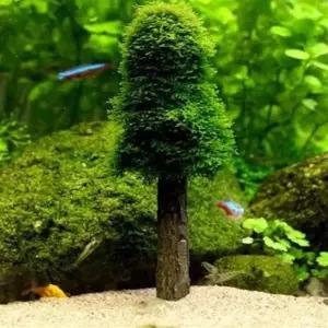 체리 새우 관상용 애완 키우기 구피 엔젤피쉬 새우은신처 키우기 쉬운 어항