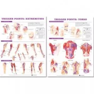 Anatomical 트리거차트혈자리 표기/2장 1세트 .