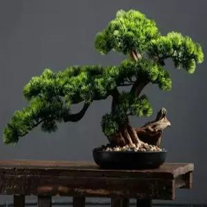 소나무 분재 A타입 미니 탁상용 흑송 개업 모형 승진