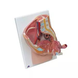 여성 생식기 모형 인체해부모형