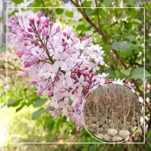 서울농원묘목/라일락나무 일반종 개화주 4년생 분묘 수수꽃다리