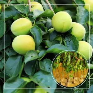 서울농원묘목/왕매실 매실나무 3년생 분묘 대품 결실주