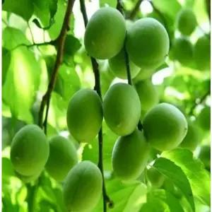 서울농원묘목/매실나무 청매실나무 결실주 3년생 분묘