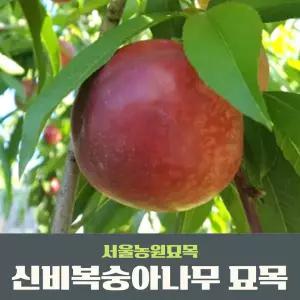서울농원묘목/신비(천도) 복숭아나무 3년생 결실주 분묘