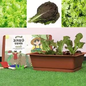 [셀러에이드]적겨자 텃밭가꾸기 셀프재배 세트 쑥갓 상추