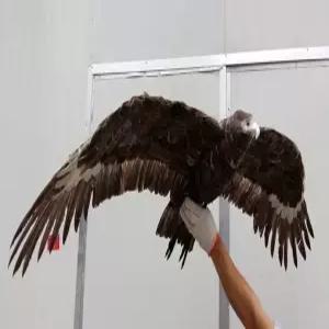 대형 독수리모형 비둘기 흰머리 까치 맹금류 허수아비 라이트그레이 모형 모조 쫓는