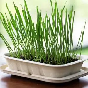 밀싹 배양토 키우기 채소 밀짚화분 세트 키우기쉬운식물