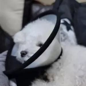 [에이치플러스몰]반투명 5호 넥카라 깔대기 강아지 고양이넥카라 중형