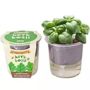 [콩심팥심]자동급수 화분 세트 저면관수 허브 바질키우기 키우기쉬운식물