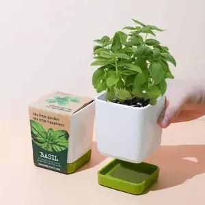 허브 바질키우기 아이방꾸미기 컬러물받침 화분 세트