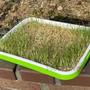 [알티피아]식물 재배기 실내 씨앗 키우기 수경재배기 채소 재배 용기 성장