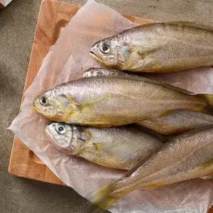 제주 참조기 10마리 (총 1kg이상)