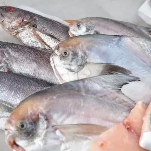 [푸르젠]산지직송 반건조 생선세트 10마리 (민어 3미+병어 3미+참돔 2미+삼치 1토막+가자미 1미)