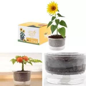삼투압화분 자동물공급 해바라기씨앗 흙 세트