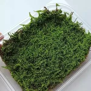 넝쿨 이끼 석부작 털깃털이끼 생 분경 깃털 식물