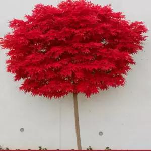 홍희단풍나무 접목1년생 특묘 홍희 묘목 붉은잎 정원수 조경용 단풍나무 묘목 (목하원예조경)