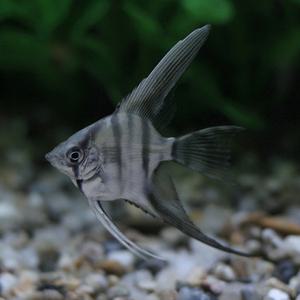 실버 엔젤 피쉬 [4마리] 열대어 관상어 마리아쿠아