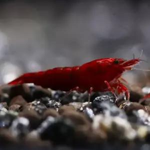 관상용 생이새우과 체리새우 키우기 수초판매