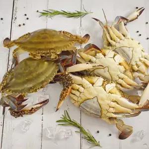 국내산 제철 활 암꽃게 2kg