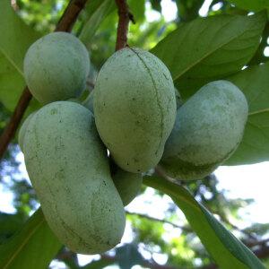 포포나무 뽀뽀 유실수 2년생 나무 묘목 특묘