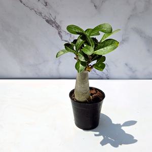 이삭 모종 바오밥 아데니움 - 석화 아데니움 사막의 장미 미니바오밥