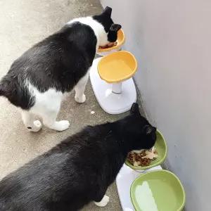 2구 높이조절 분리형 강아지 고양이 개 밥그릇 물그릇 길고양이 길냥이 식기 수반 세트