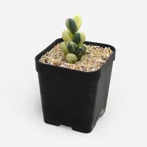 마이플랜트 벽어연금 소형 2개 미니다육 희귀다육 선인장 플랜테리어 식물키우기