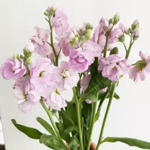 오후의 꽃 스토크 스톡 생화 2송이 꽃다발 비단향꽃무 양재꽃시장