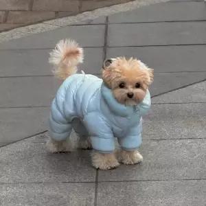 강아지패딩 방한복 올인원 강아지옷 겨울옷 패딩