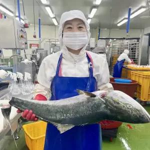 대방어 방어회 필렛 500g 5-8kg급