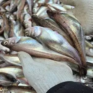 동해 급냉 알배기 도루묵 1kg23967520588515