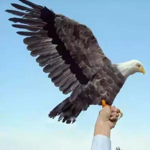 독수리 모형 조류퇴치용 새조형물 피규어 과수원 가짜 퇴치