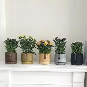 바이오 소재 플라스틱 화분 15x16cm