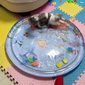 냥이 감각 물고기 물고기매트 놀이 방석 여름