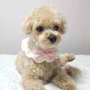 핑크왕리본애견케이프 핑크뜨개애견스카프 SwJ5+4ulz