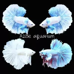 [에이투비]파스텔 덤보 하프문 베타 / 수컷 / 1마리 / 개체랜덤발송