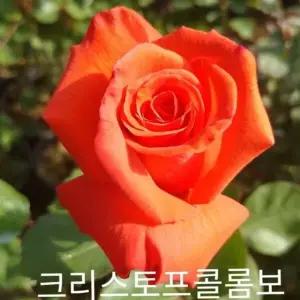사계장미(정원) 크리스토프콜롬보 포트(분) 60cm 1주