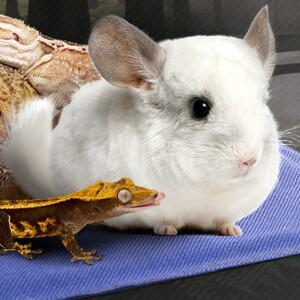 애완동물 USB 전기 난방 패드 사이즈 S 블루 방수 조절 가능 온도 매트 담요 강아지 고양이 히터