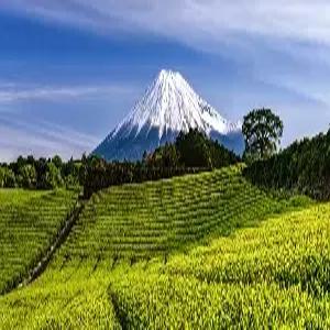 시즈오카 4일 #코코 호텔 시즈오카 #자유여행 #오후출발 #스탠다드 더블룸[조식불포함] #가성비호텔