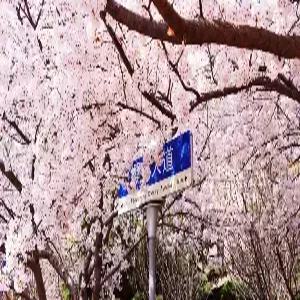 [벚꽃여행]칭다오[청도] 3일#핵심일정 #4인이상 출발확정 #시내위치호텔 #전일정 특식 #벚꽃특전포함