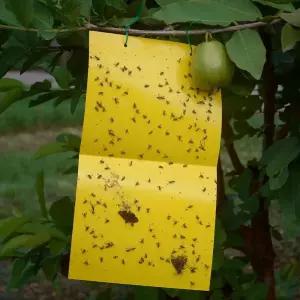 해충 끈끈이 모기 해충트랩 벌레끈끈이 20X30 KK299 해충끈끈이 대형 해충트랩