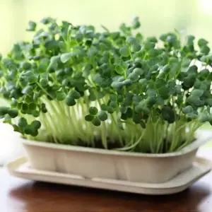 밀짚화분 키우기 배양토 세트 무순 채소 키우기쉬운식물