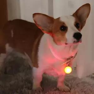 반려동물 야간산책 라이트목걸이1P LED펜던트 잇템 OC1065 추천제품